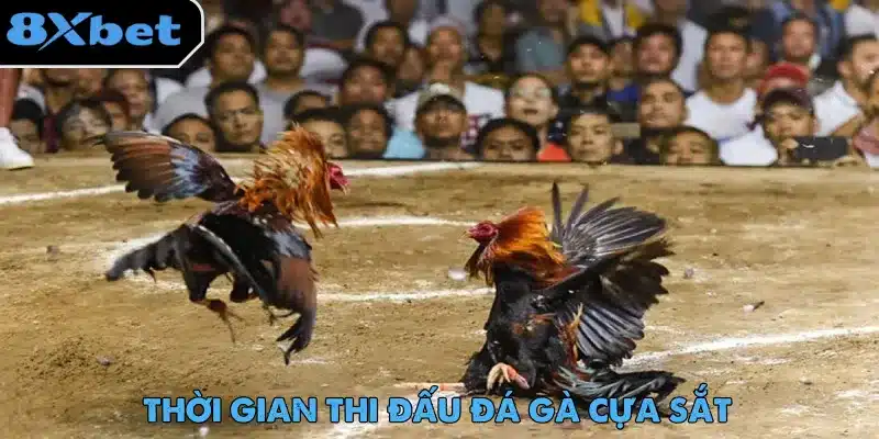 Đá Gà Cựa Sắt – Màn Giải Trí Gay Cấn Không Thể Bỏ Lỡ Không có quy định về số hiệp hay thời lượng cho mỗi trận đấu đá gà cựa sắt